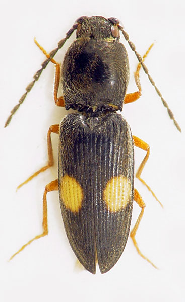 Cardiophorus gebleri