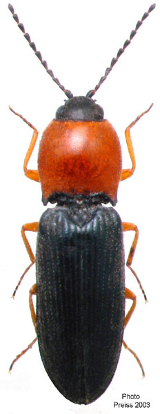Cardiophorus georgioui