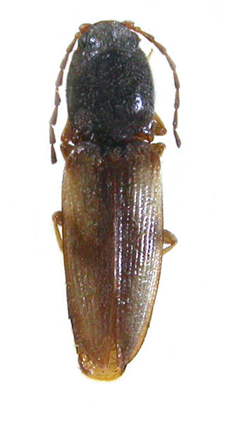 Cardiophorus graciliformis