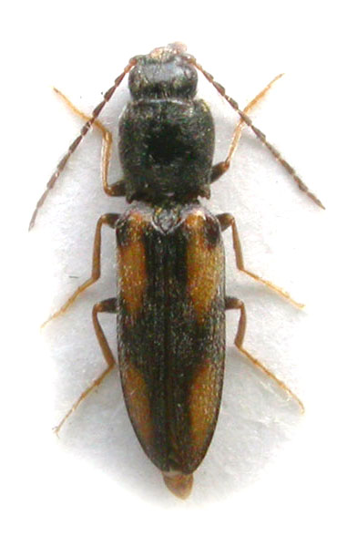 Cardiophorus gracilis