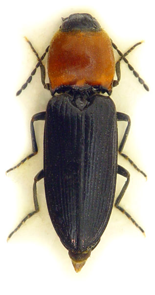 Cardiophorus gramineus