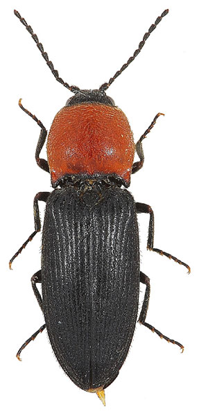 Cardiophorus gramineus