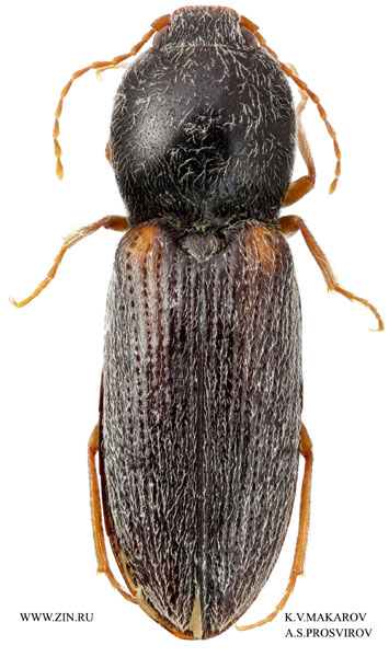 Cardiophorus hauseri