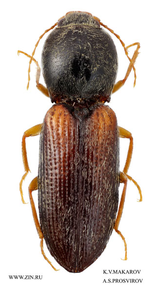 Cardiophorus hauseri