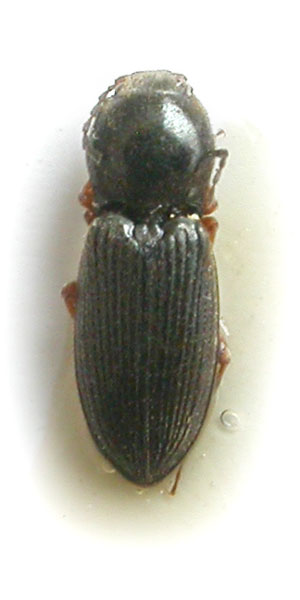 Cardiophorus hayekae