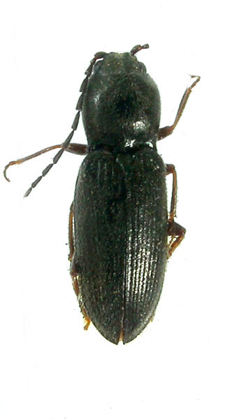 Cardiophorus hiemalis