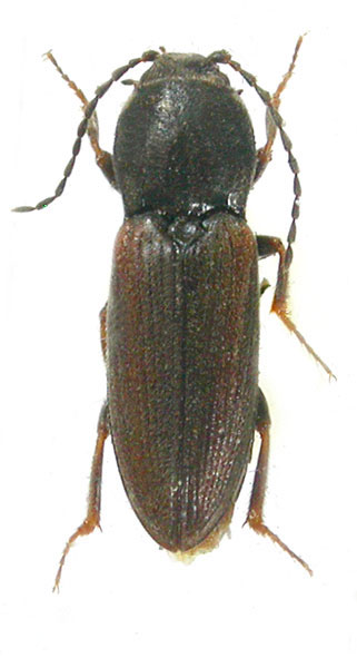 Cardiophorus hissaricus