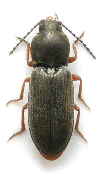 Cardiophorus impressiventris