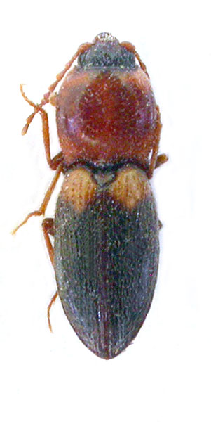 Cardiophorus insignis