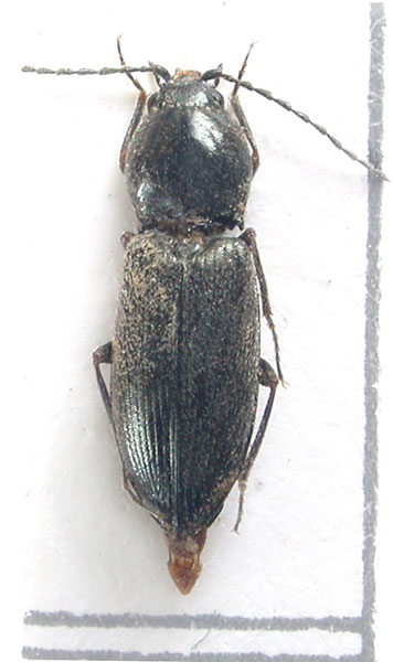 Cardiophorus intercivitates