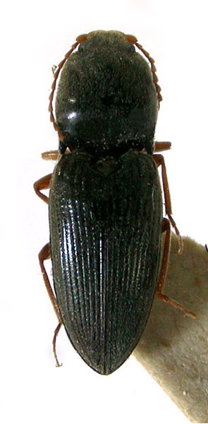 Cardiophorus jucundus