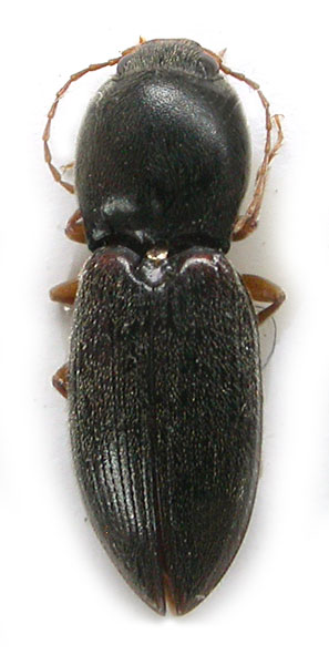 Cardiophorus kabateki