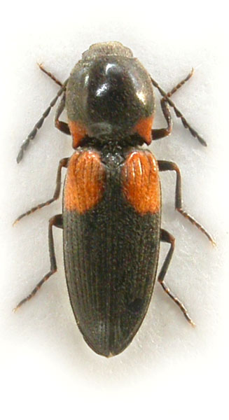 Cardiophorus kindermani