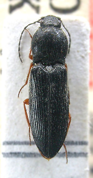 Cardiophorus klapperichi