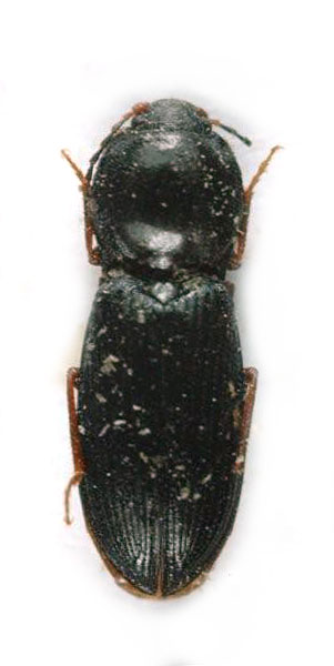Cardiophorus klimenkoi