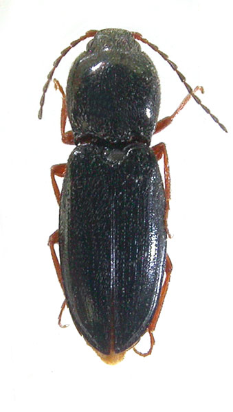 Cardiophorus kugitangi