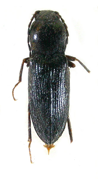 Cardiophorus kuschkensis