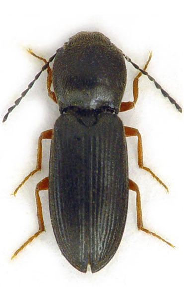 Cardiophorus levis