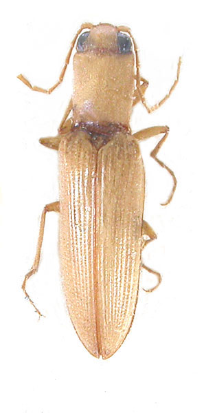 Cardiophorus lopatini