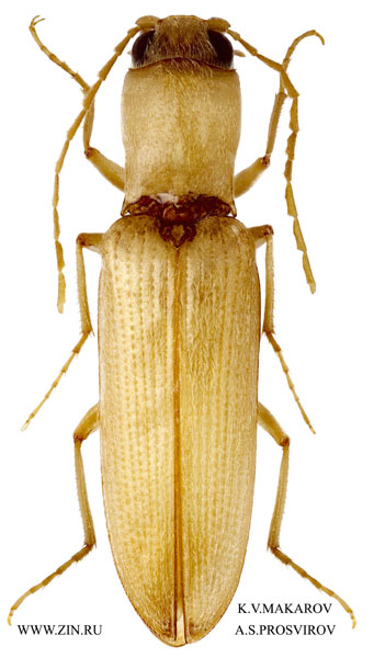 Cardiophorus lopatini