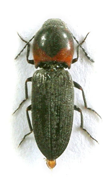 Cardiophorus lundbergi