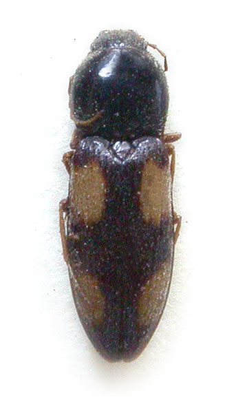 Cardiophorus maculatus