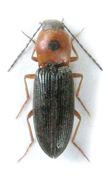 Cardiophorus maculicollis