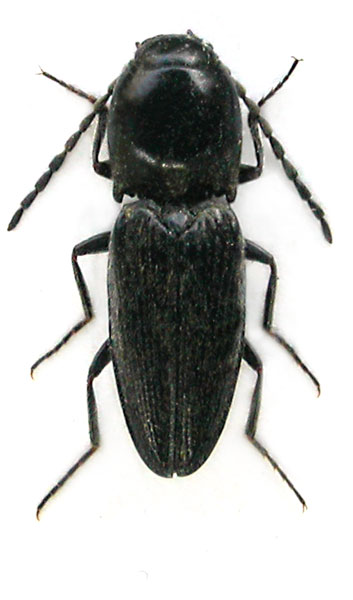 Cardiophorus megathorax