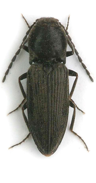 Cardiophorus melampus