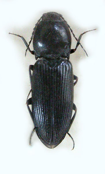 Cardiophorus mesasiaticus