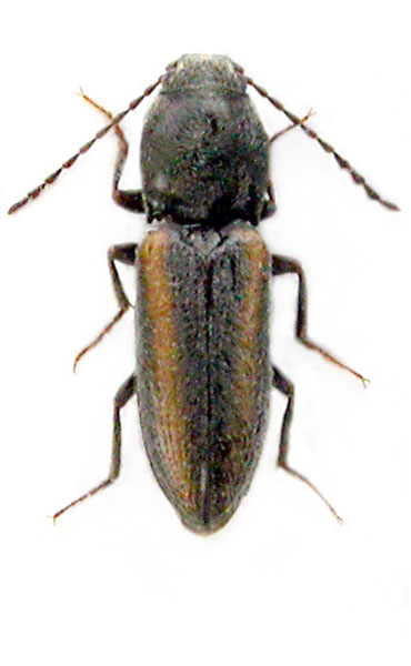 Cardiophorus nathalieae