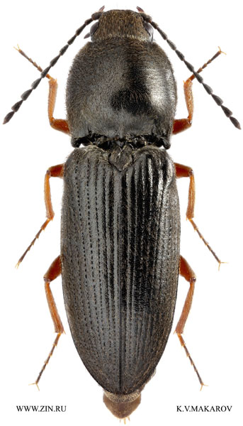 Cardiophorus neoarnoldii