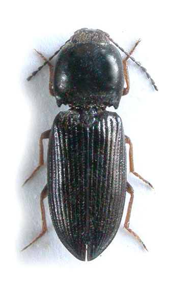 Cardiophorus neuberti