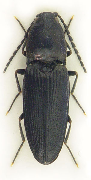 Cardiophorus nigerrimus