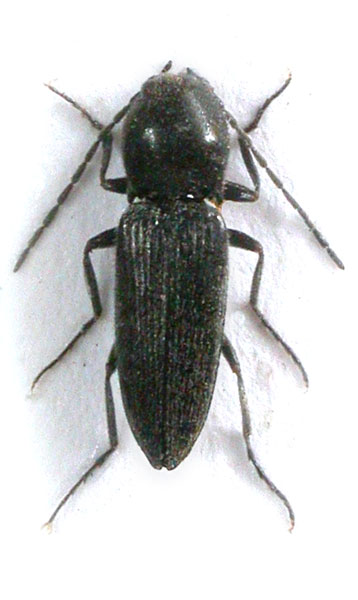 Cardiophorus nigratissimus