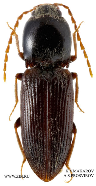 Cardiophorus nigricollis