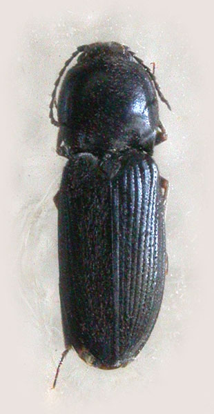 Cardiophorus nigroaeneus