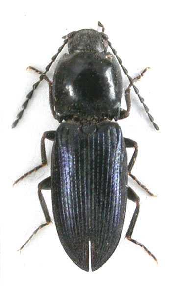 Cardiophorus nigrocyaneus