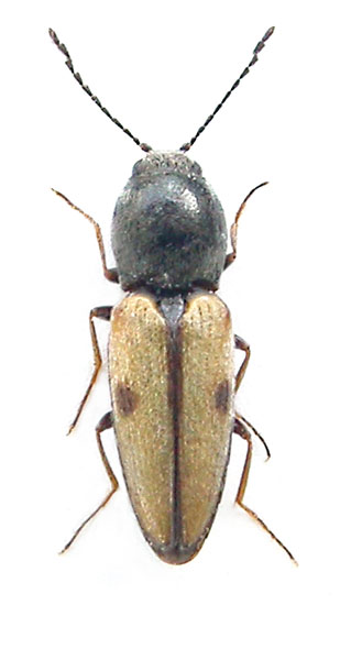 Cardiophorus nigropunctatus