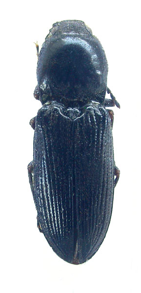 Cardiophorus nijazi