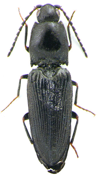 Cardiophorus niponicus