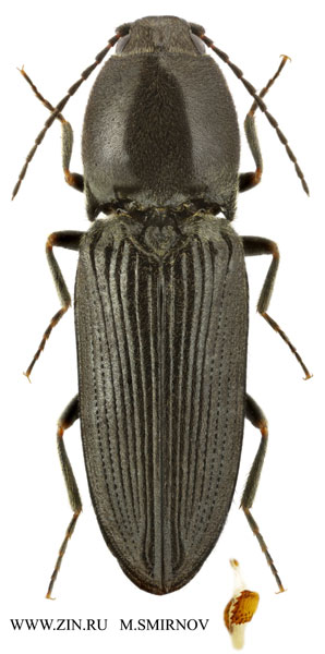 Cardiophorus niponicus