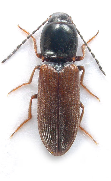 Cardiophorus numida