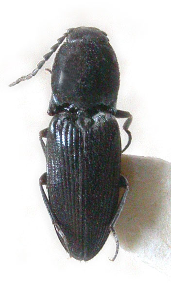 Cardiophorus obliteratus