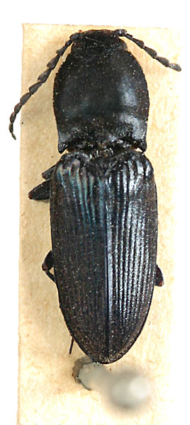 Cardiophorus obliteratus