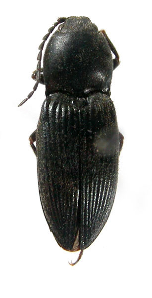 Cardiophorus opacus