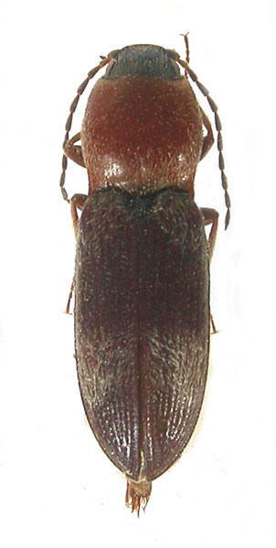Cardiophorus ordubadensis