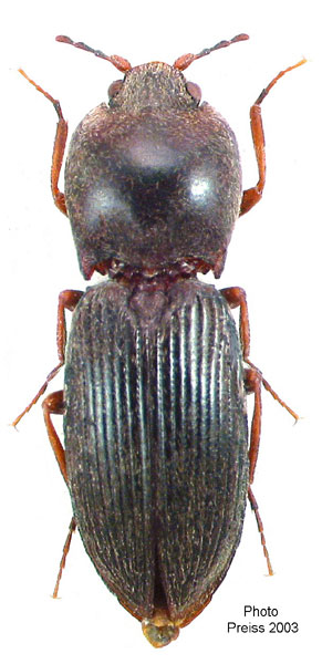 Cardiophorus ovipennis