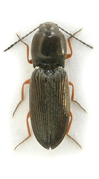 Cardiophorus parvulus