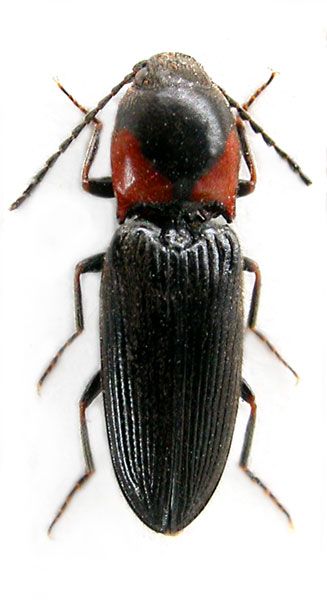 Cardiophorus pavesii